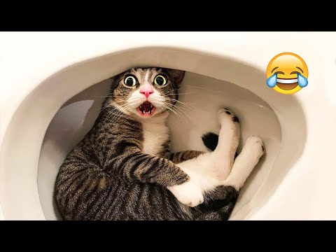 The Funniest Animal Videos 2024 are here to make you LAUGH 😁🔥Star Show