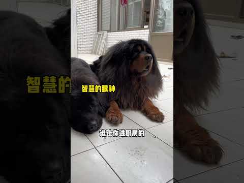 🐶我跟你们说，其实加布他们平时还是挺乖的~🤭😎 #dog #pets #萌宠 #藏獒 #加布 #狗狗 #宠物 #可爱 #shortsvideo