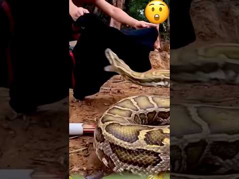 الثعبان يمزق قميص  الرجل