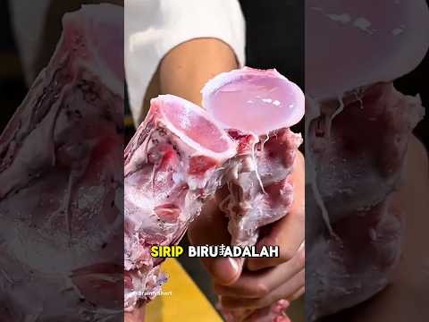 Inilah bagian yang paling langka dan istimewa dari ikan tuna sirip biru #shorts #shortsviral #tuna