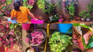 VEJA MUITAS PLANTAS NO QUINTAL DE CASA MEU JARDIM ESTÁ FICANDO LINDO tour