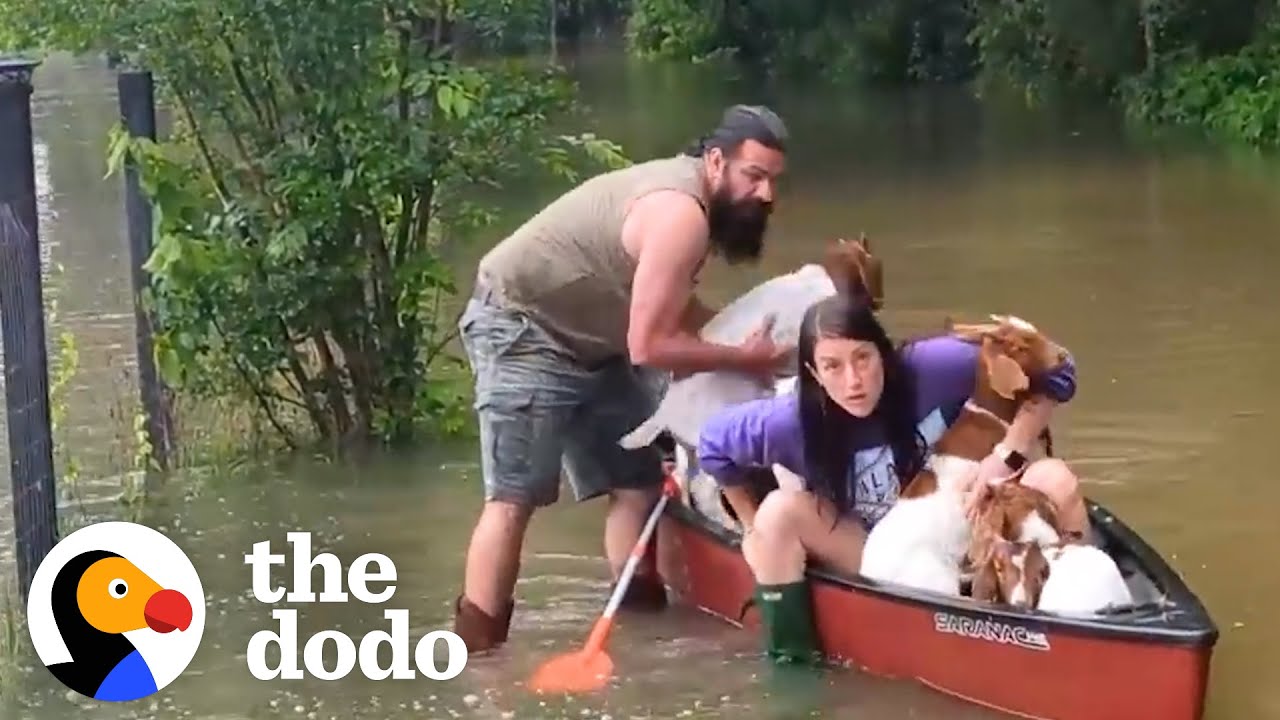 Family Risks Their Lives To Rescue Baby Goats In Flood - The Dodo