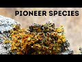 Exploring Pioneer Species and Primary Succession