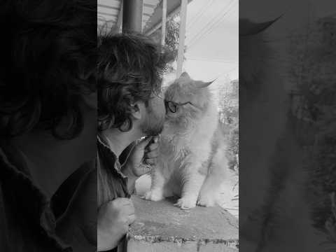 💥🤯இப்படி ஆகும்னு நா நினைக்கல..⁉️💢 #shorts #aarifmindvoice #cat