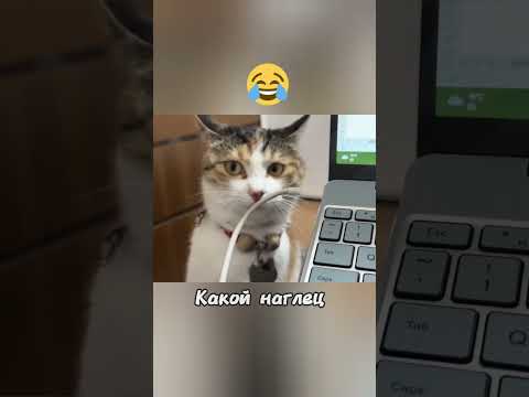 Бессмертный кот 😂. #юмор #угар #прикол