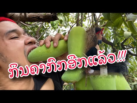 ແບກຶລັກກິນຫມາກມ່ວງອີກແລ້ວ ผมไม่ได้เด็ดผมกินคาต้น