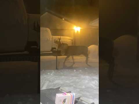 WILD: Deer Seek Shelter From Snowstorm