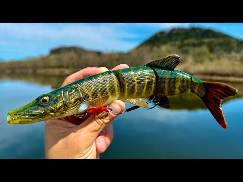 Fishing a Pike Lure for River MONSTERS!
