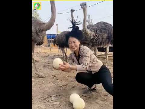 Ostrich eggs 😱
