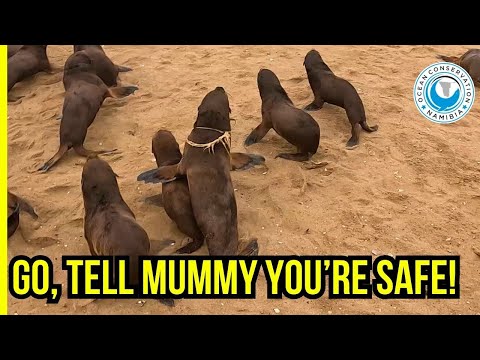 Spotted From Afar: A Baby Seal in Trouble