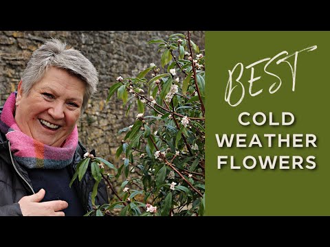 10 Best Winter Flowering Shrubs | Cool weather plants