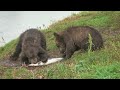 Exploring Community Interactions in Ecology
