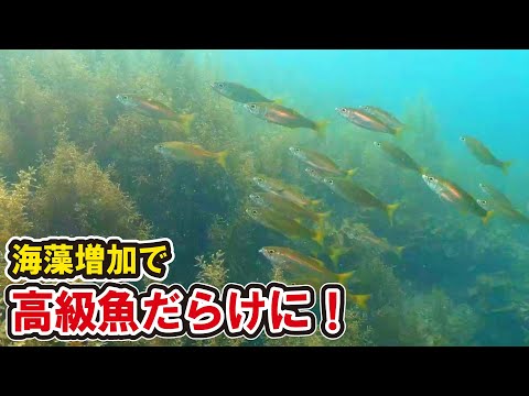 ウニ駆除エリアに海藻が大量に生えた結果、深海の高級魚が群れで来た！