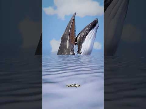 ماذا سيحدث لو ابتلعك حوت؟