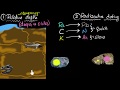 Fossil Dating and Evolution Concepts