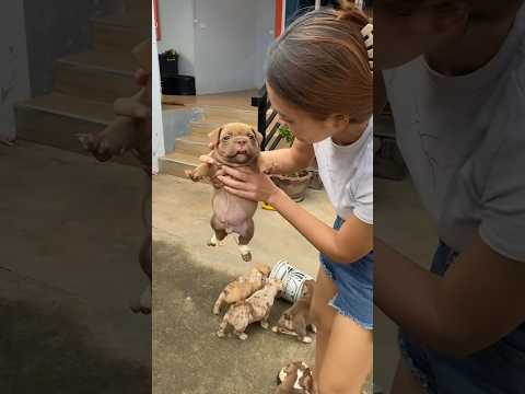 ตัวตึงเลยคนนี้ ซนที่สุดในสามโลก😂🐶 #อเมริกันบูลลี่ #มามี๊ปุ๊กกี้ #สุนัขบูลลี่ #puppy