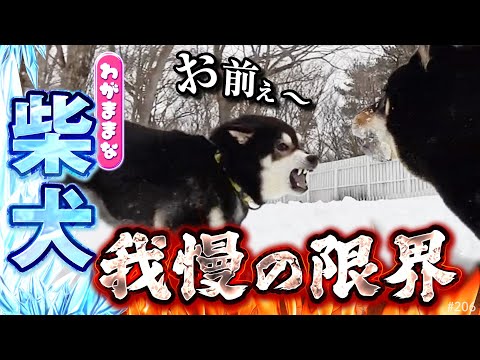 雪遊び中、我慢の限界が来た柴犬～もく君とお泊まり完結編～