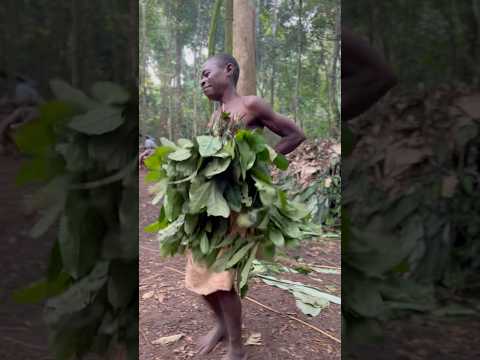 Las Danzas y Cánticos en la Selva de Camerún con los Baka📍🌍❤️ #africa #culture #travel