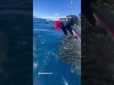 La temporada de sardinas en Baja California Sur es una locura #mexico #viajes #curiosidades