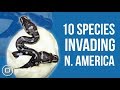 Invasive Species Impacting North America