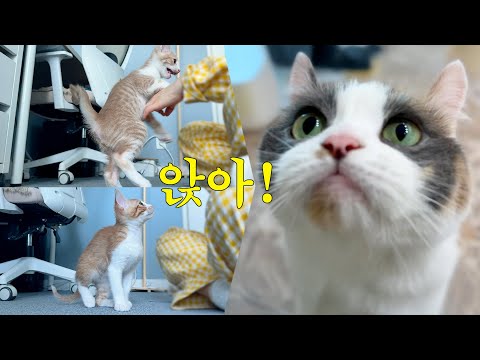생후 2개월 고양이에게 앉아를 가르쳐 보았다 ㅣ쫀떡이를 넘는 천재냥 등장?!