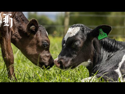YouTube video thumbnail: Why Federated Farmers are Supporting the Climate Change Response Amendment Bill