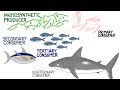 Ocean Zones and Energy Flow Concepts