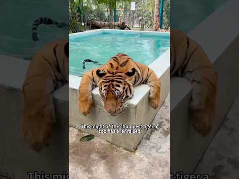 The tiger taken care of by grandma #animal #cute