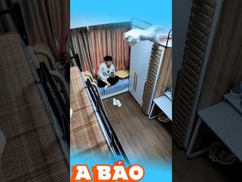 Mèo hay chim bay dữ vậy 😅 #xuhuongtiktok #clipvui #shortvideo #pets #reviewvui #haihuoc #dongvat