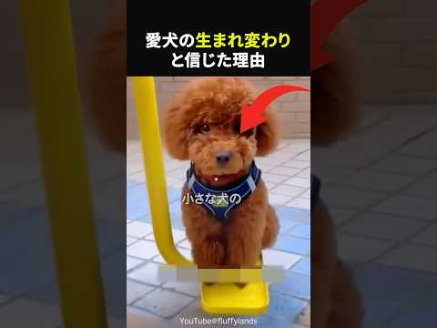 天国から帰ってきた愛犬#感動#感動する話#実話#ほっこり#shorts