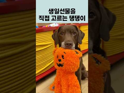 내가 직접고른 내 생일선물🥳 #반려견