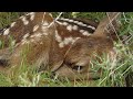 Mule Deer Study and Management