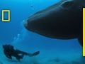 Southern Right Whales Encounter