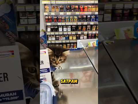 Kucing Ini Jadi Satpam Minimarket Selama 3 Tahun, Tapi Bukan Pegawai! #shorts #kucingviral #kucing