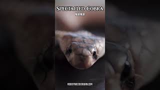 Spectacled Cobra FLICKING its tongue!