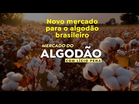 Fornecimento de algodão do Brasil para a Turquia pode aumentar nos próximos meses.