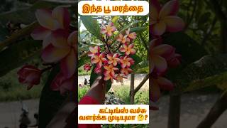 கட்டிங்ஸ் வளருமா 🤔? #shortsfeed #harbal #garden #gardenflowers #gardening #gardenplants #plants