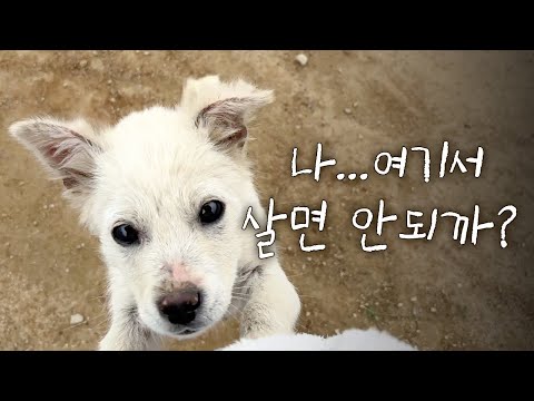 농장에 찾아온 주인 없는 강아지