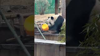 Kung Fu Panda #panda #Love #animals #funny
