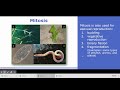 Mitosis and Meiosis: Key Concepts and Answers