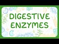 Digestive Enzymes and Their Functions