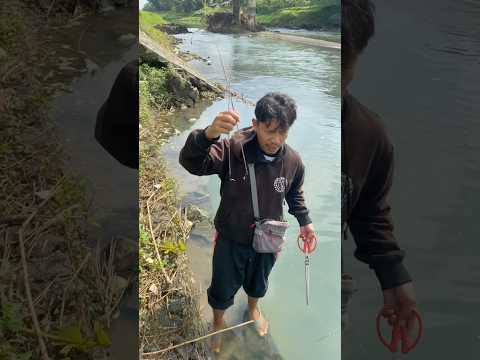 Cari udang pakai capitan #ikan #udang #hewan #riedwanrichie