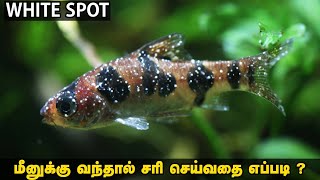 White Spot மீனுக்கு வந்தால் சரி செய்வது எப்படி ? | White Spot Medicine For Fish Tamil | Cooking Aqua