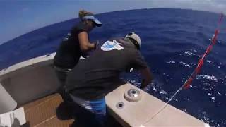 Blue Marlin comes for a Boat ride. Nambas Fishing Charters Vanuatu