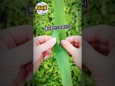 추억 소환! 풀잎 2장으로 예쁜 바람개비 만드는 방법