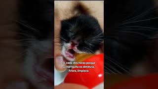 Como cuidar gatitos lactantes. #gatos #sayapo_cats #cat #michis #michistiernos #gatitos #pets
