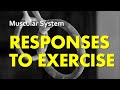 Responses of the Muscular System to Exercise