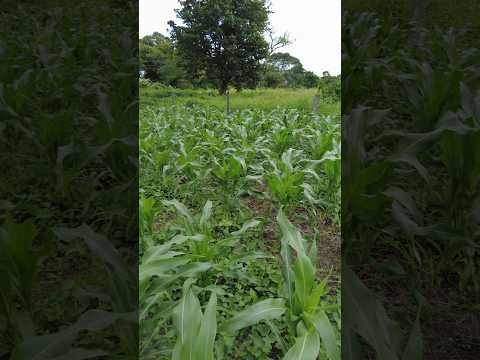 IMPRESIONANTE como ha crecido el MAÍZ 🌽🌽 que les parece 👍😯👏🌱 #viral #shots #maizal #campo #cultivo