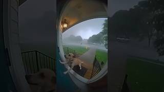 @soraaivideogenerator-yt #dog #ai #aivideo #viral #shorts