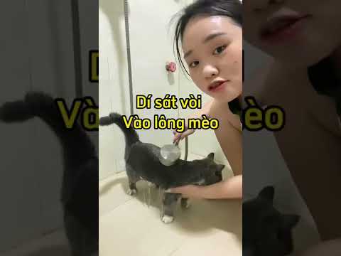 Tắm cho mèo mà không bị cào -Thảo Mèo